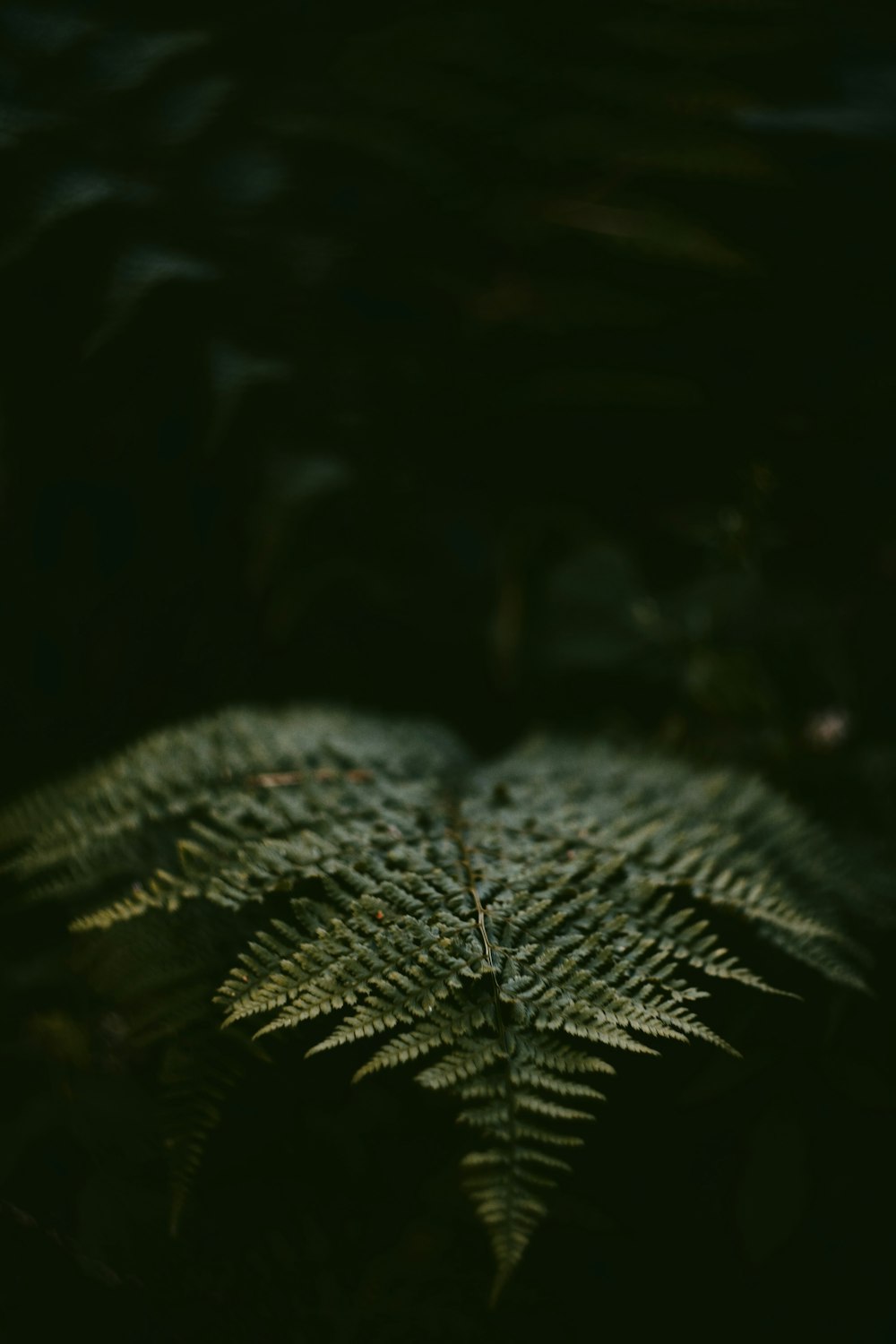 green fern plant