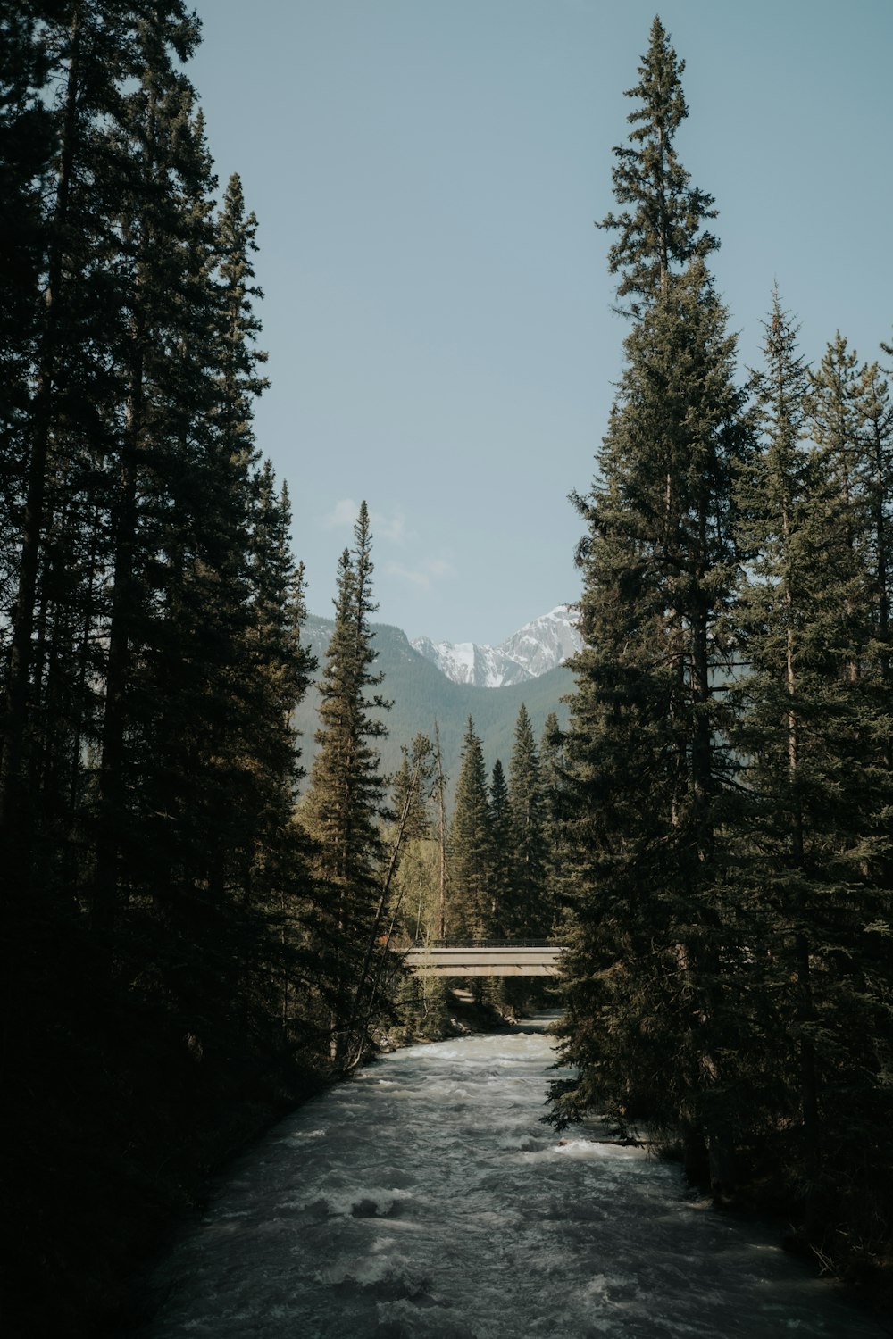 arbres pendant la journée