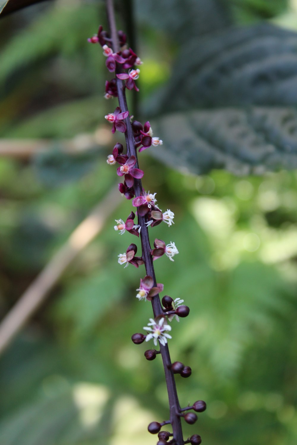 purple petaled flowers