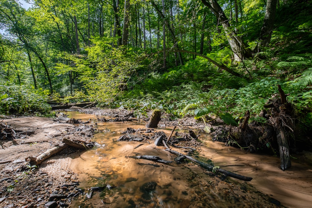 river in forest at daytime