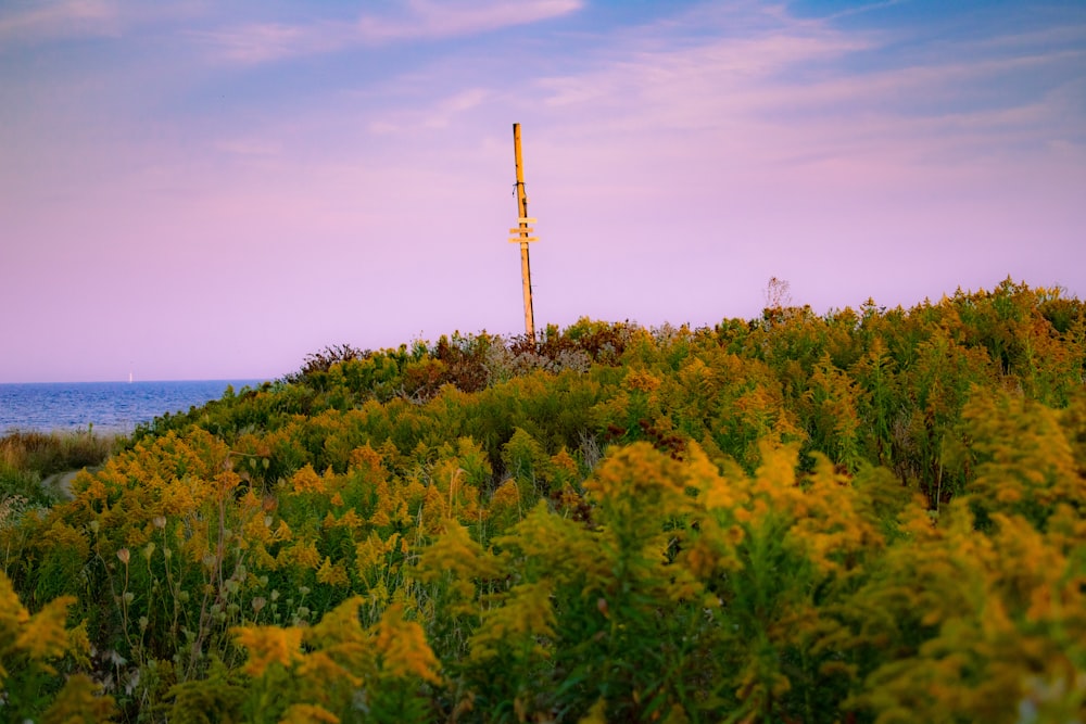 green-leafed trees under white and blue clouds