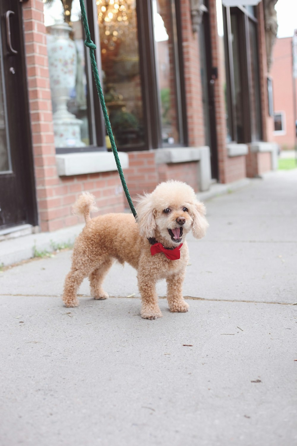 close-up photography of tan toy poodle