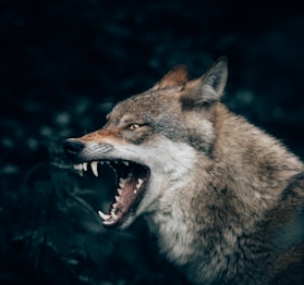 wolves in valle varaita piemonte italy 