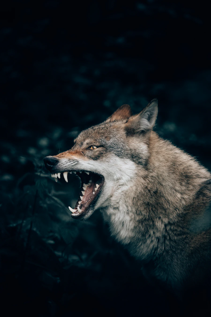 Grey wolf in its natural environment
