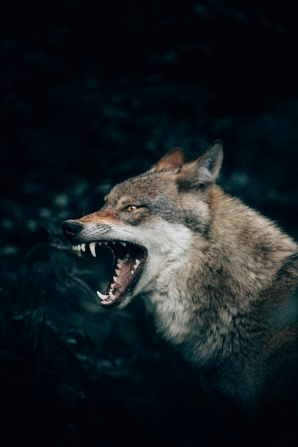 lobo con la boca abierta