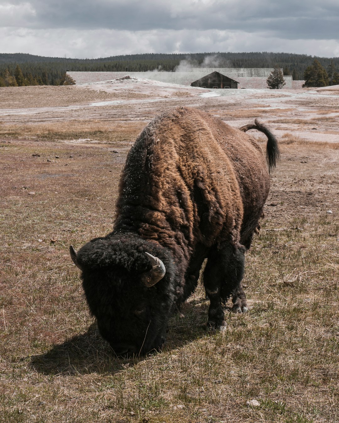 brown bison