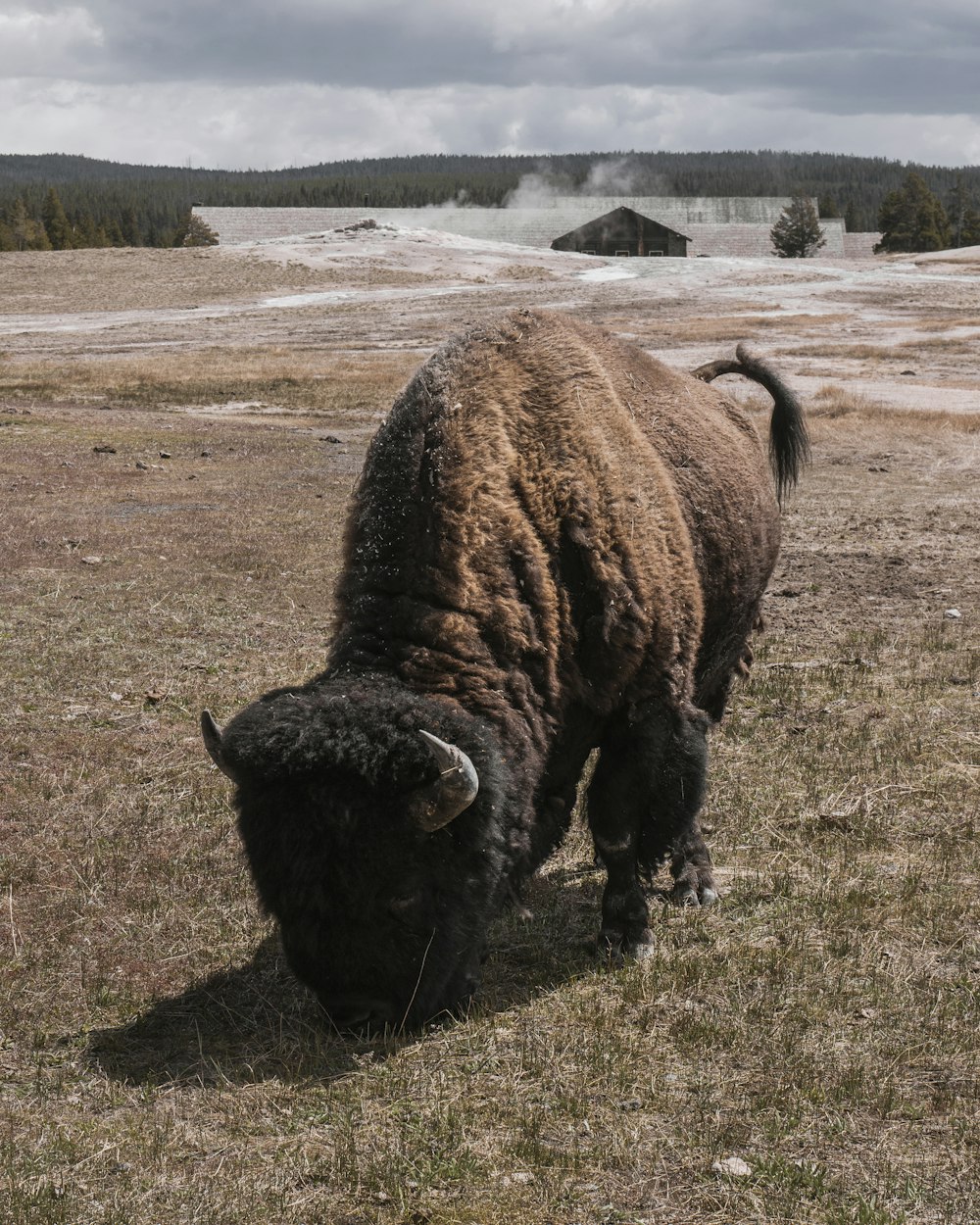 brown bison