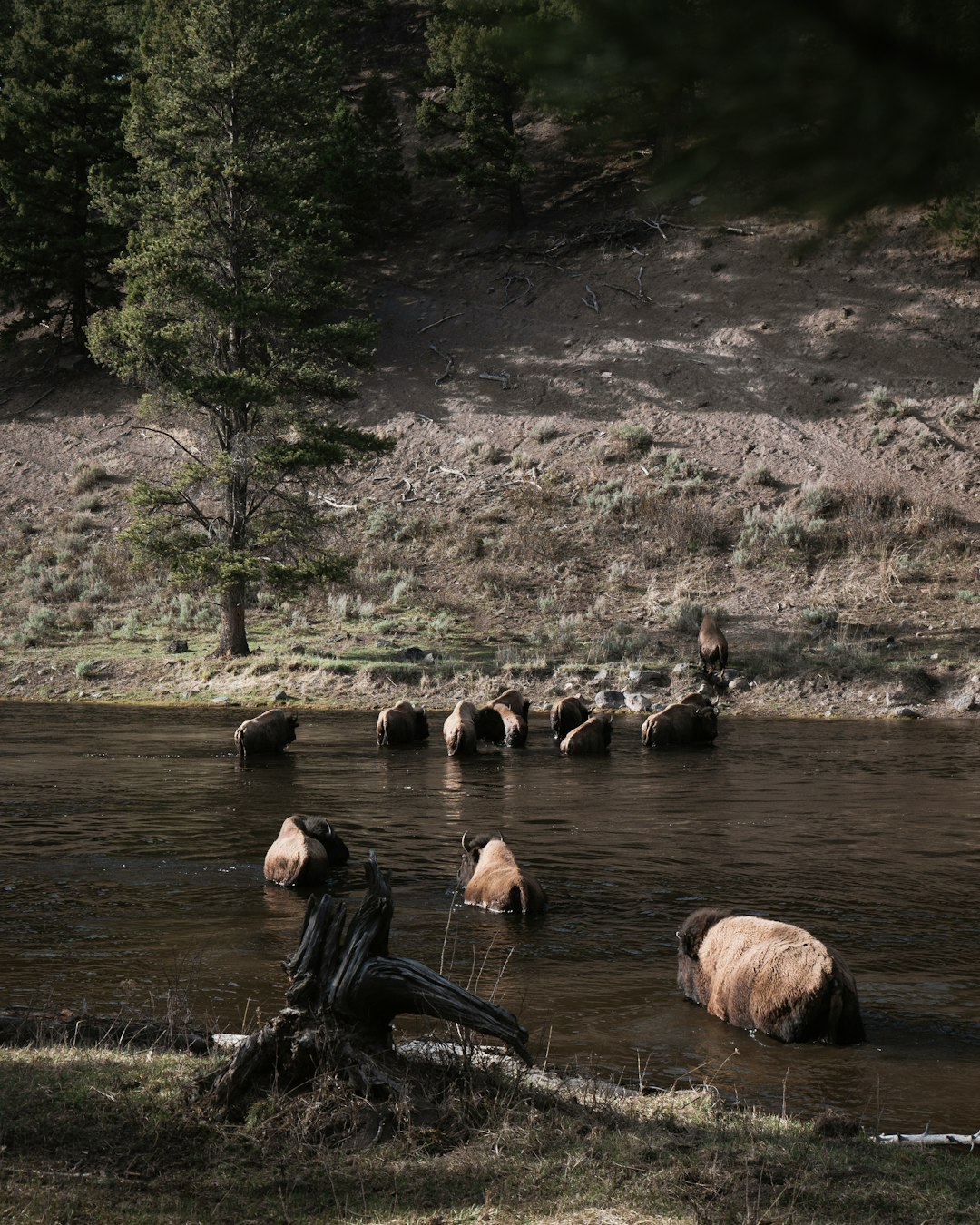 brown animals on body of water