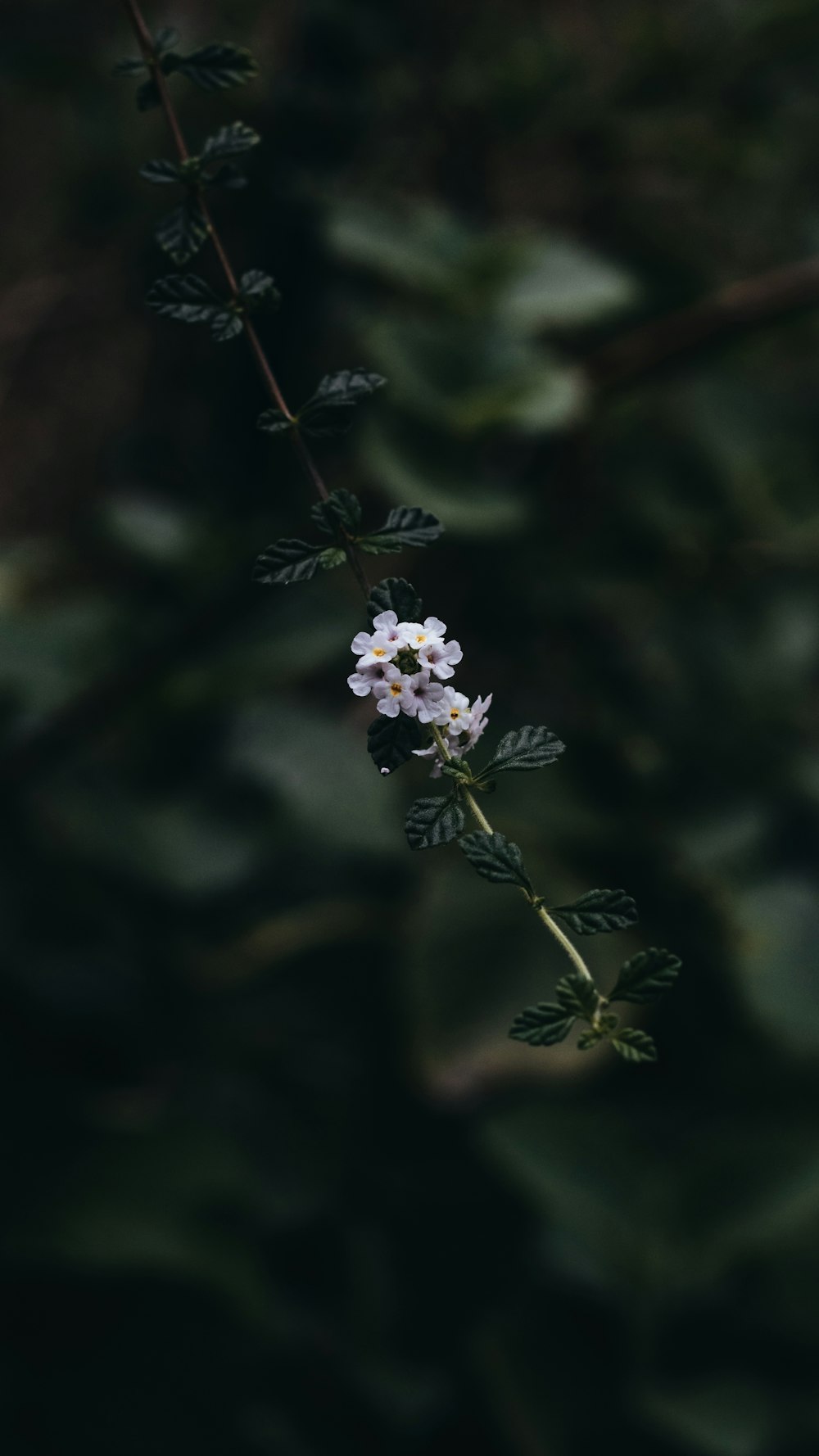 purple petaled flowers