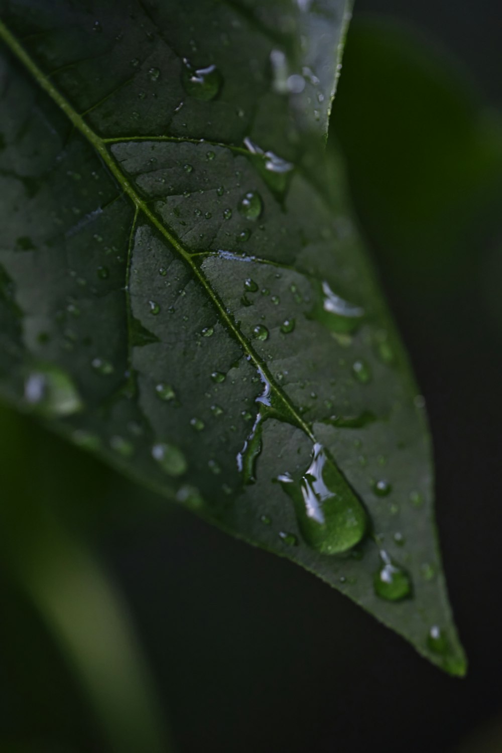 水滴のクローズアップ写真と緑の葉