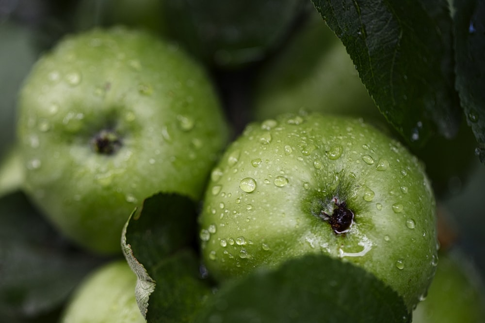 round green fruit