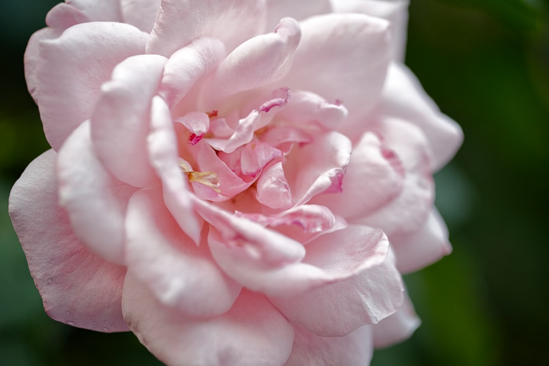 pink rose