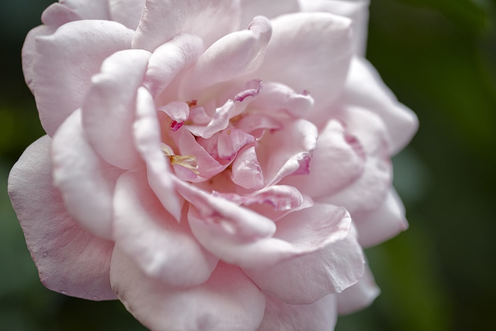 pink rose