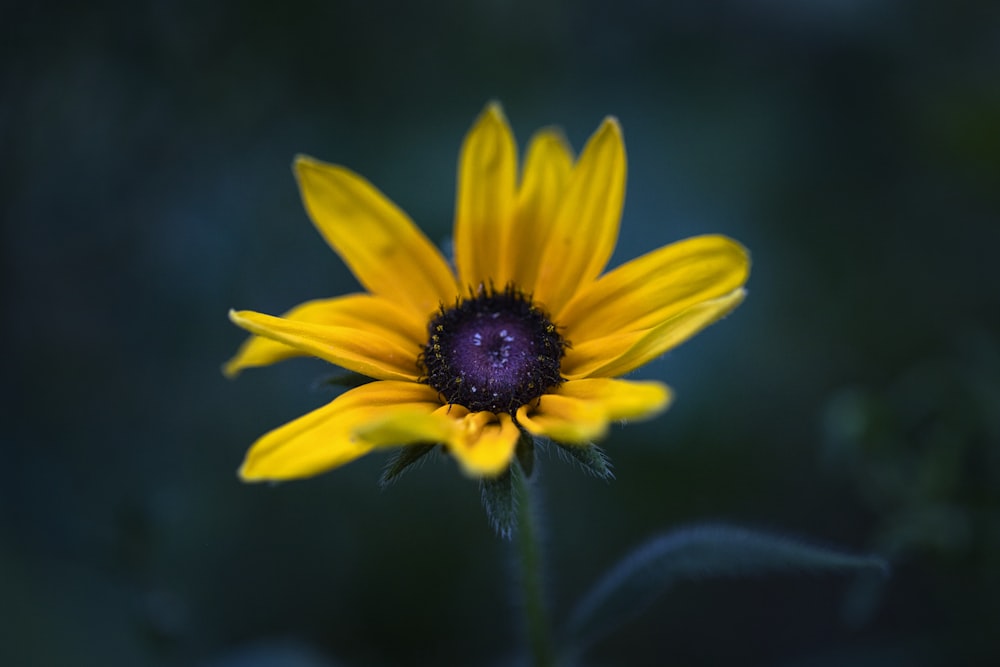photo de mise au point sélective de fleur jaune