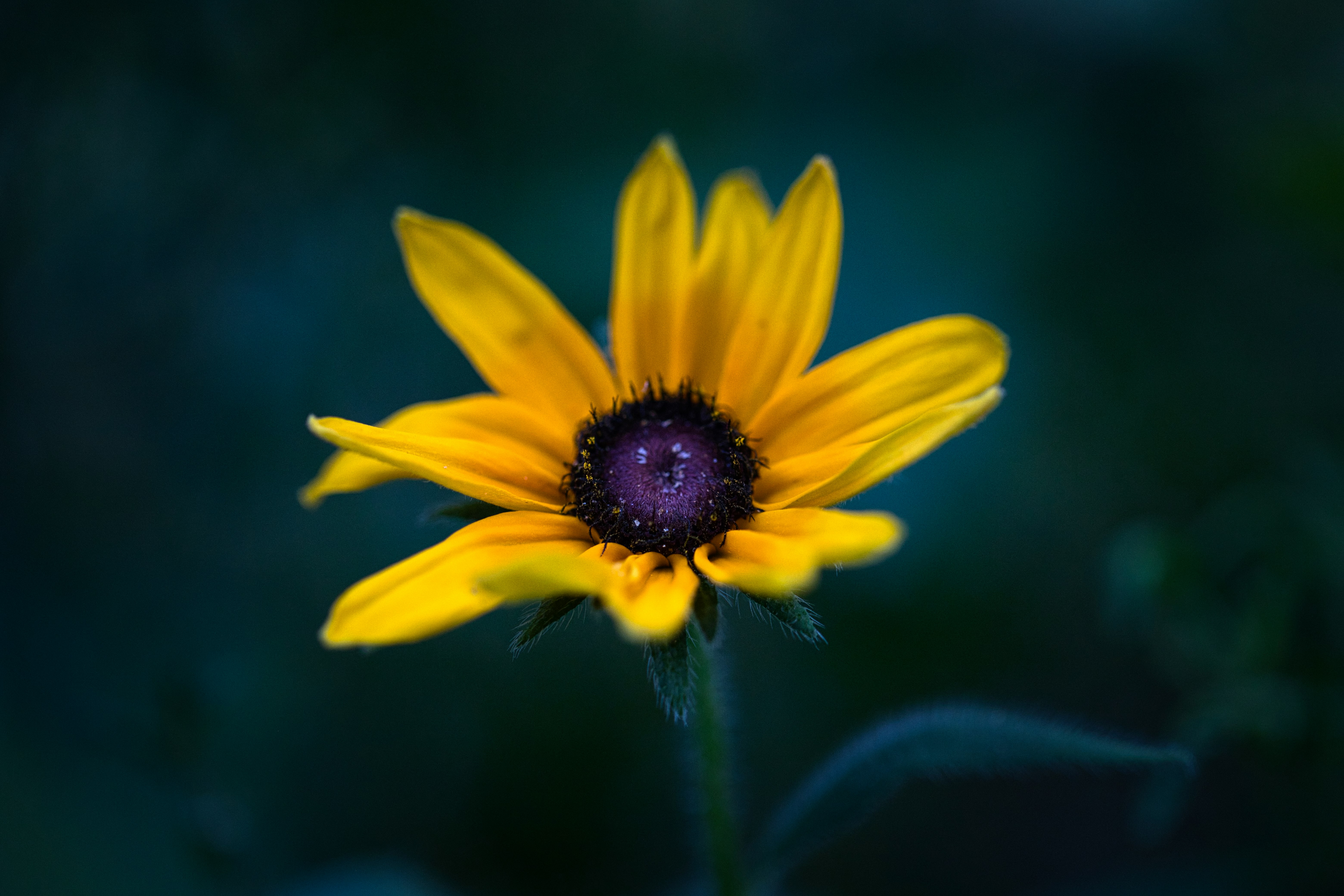 selective focus photo of yellow flower