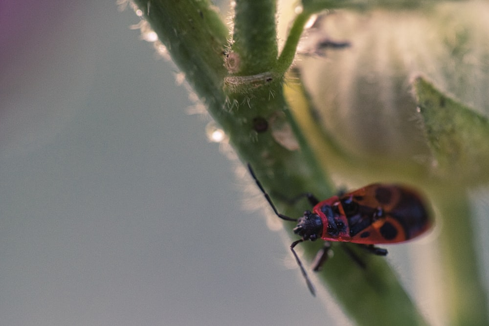 selective focus photo of insect