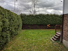 A small backyard featuring a neatly trimmed lawn bordered by dense green hedges and a wooden fence. The sky is overcast with grey clouds, and there is a bare tree visible above the fence. A brick house with a small stairway leading to a wooden porch is on the right.