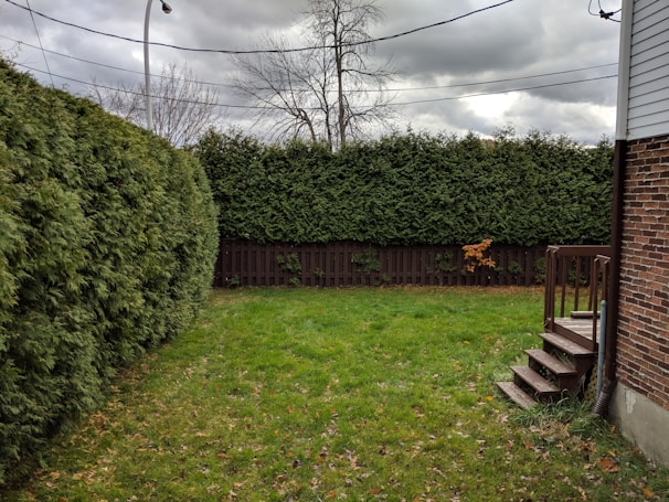Before and after shots of a backyard transformed from overgrown to tidy.
