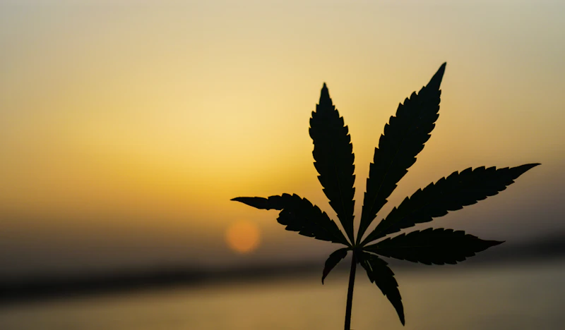 Cannabis leaf silhouette against golden sunset representing plant culture