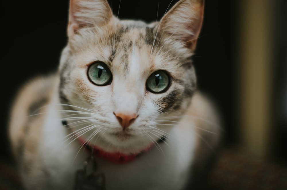 short-fur white and black cat close-up photography