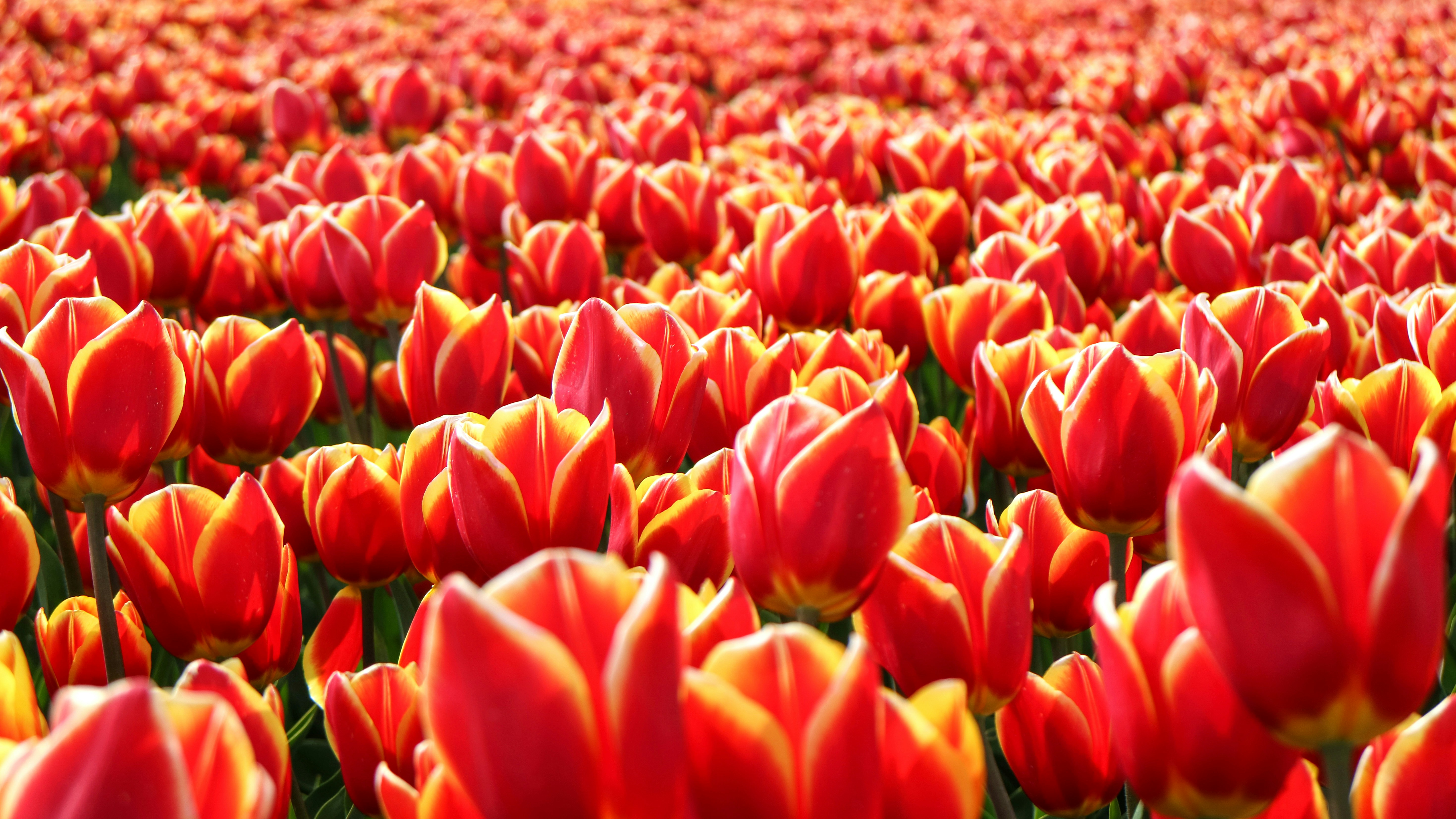 Photo by mrmarkdejong