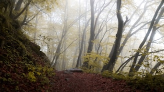 A misty forest scene with soft early morning light filtering through tall, slender trees.