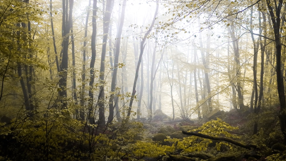 a forest filled with lots of trees and yellow leaves