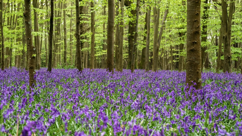 closeup photo of purple petaled flowers near tree