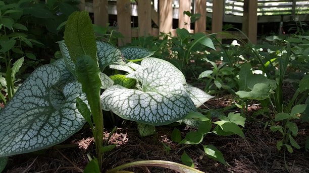 Large, textured leaves with intricate white patterns are surrounded by various smaller green plants in a shaded garden area. The plants are growing on a bed of brown mulch, and there are parts of a wooden fence in the background, casting some shadows.