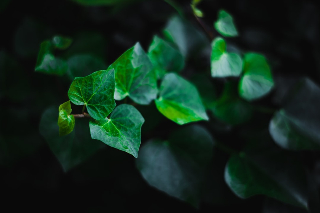 green vine plant