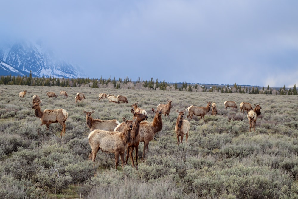 herd of goat on field