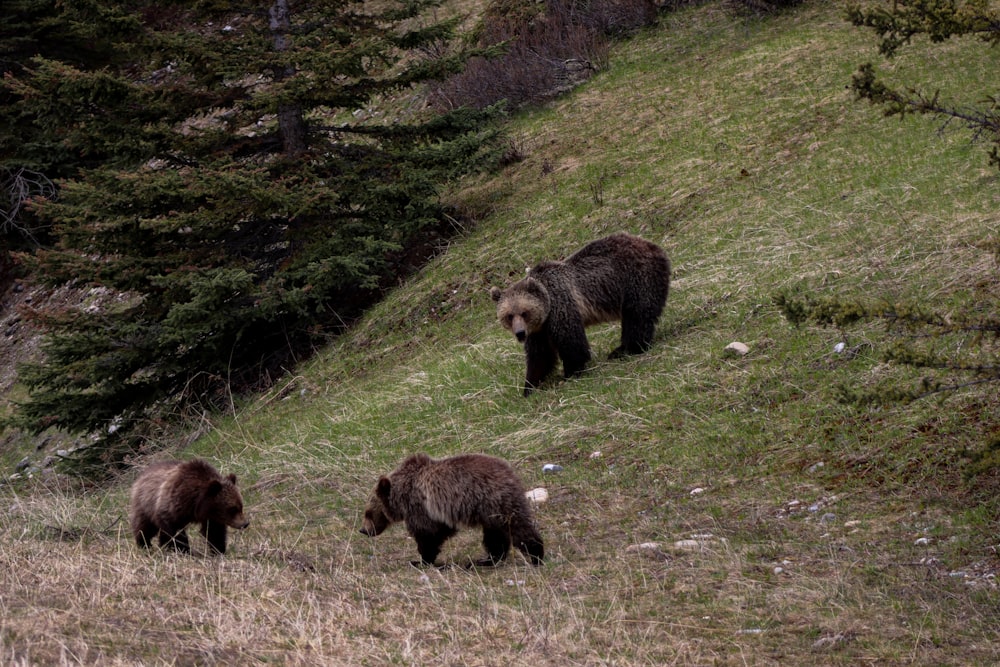 three bear in a field near tree during daytime