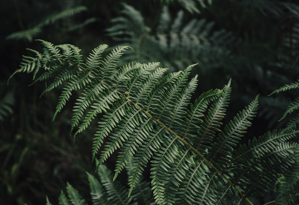 green fern close-up photography