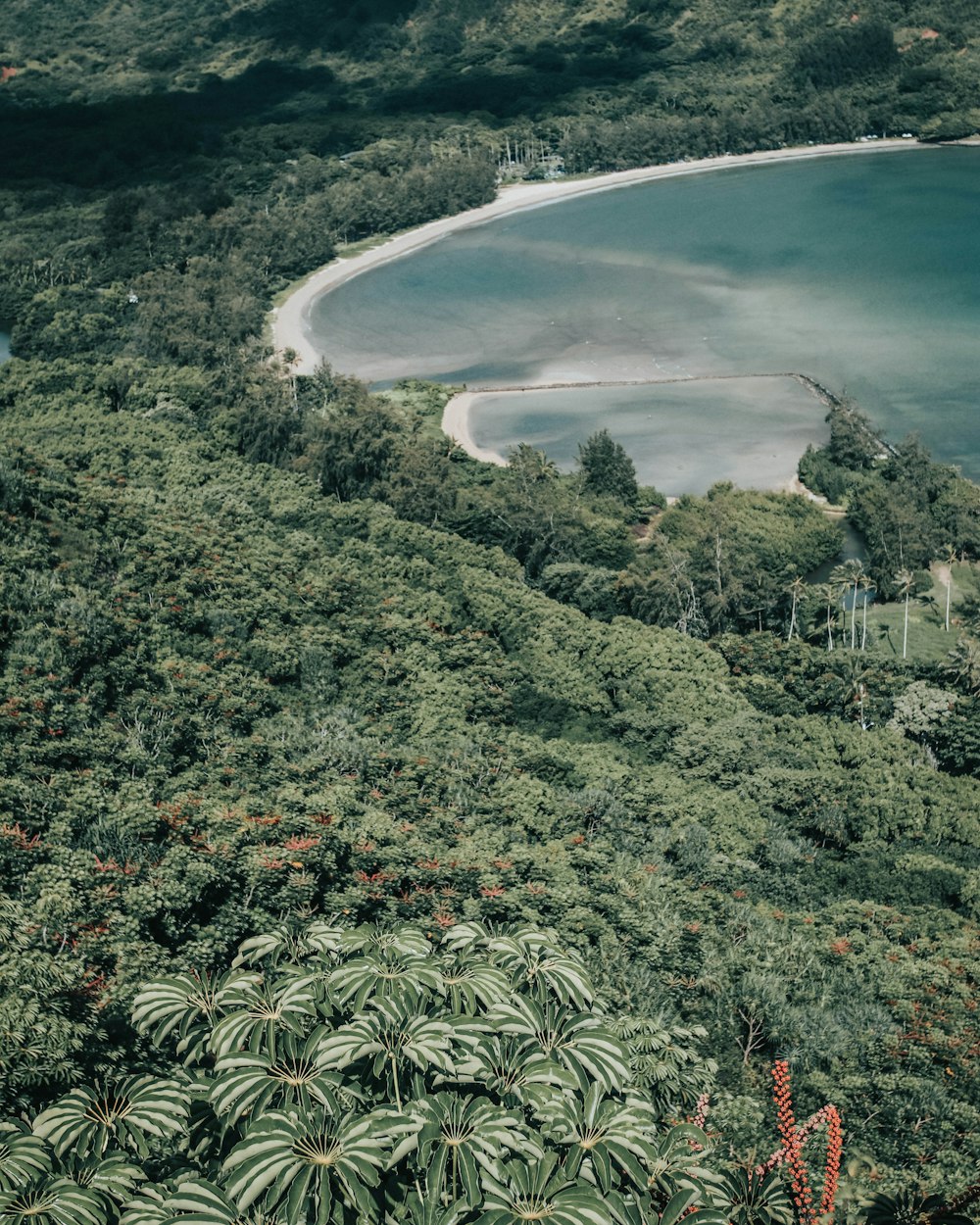 body of water near tree