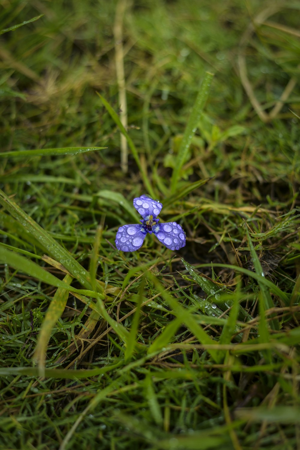 purple petaled flower