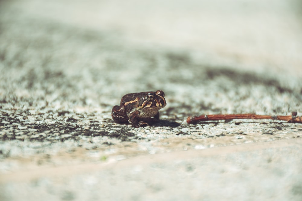 brown frog on selective focus photography