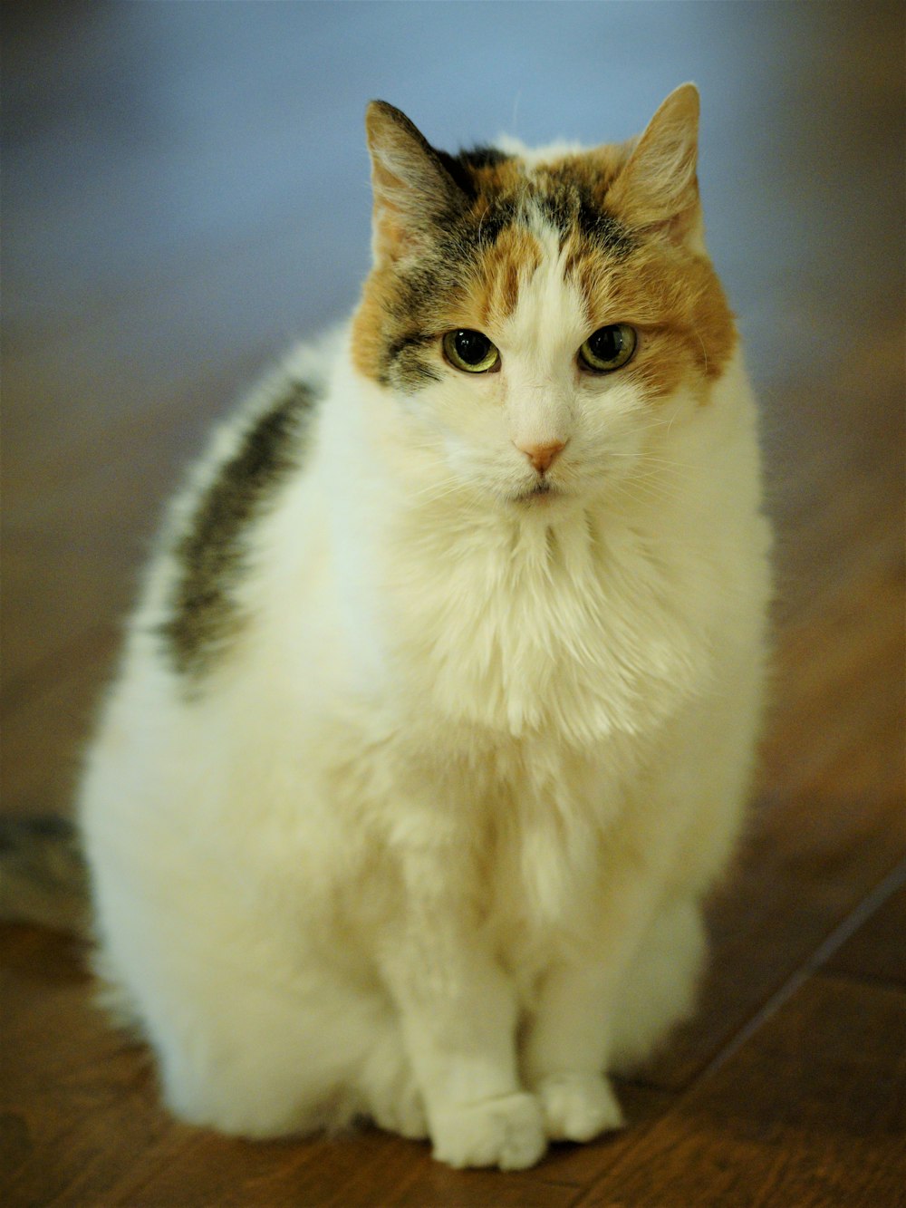 white, brown, and grey calico cat sitting on wooden floor