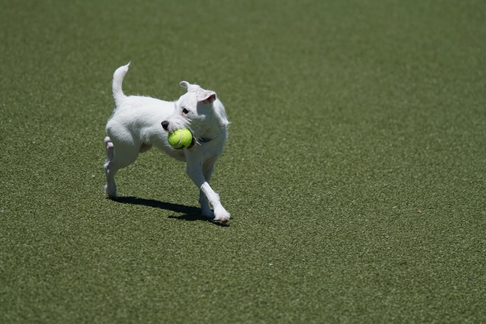 white short coated dog with ball in mouth running on grass