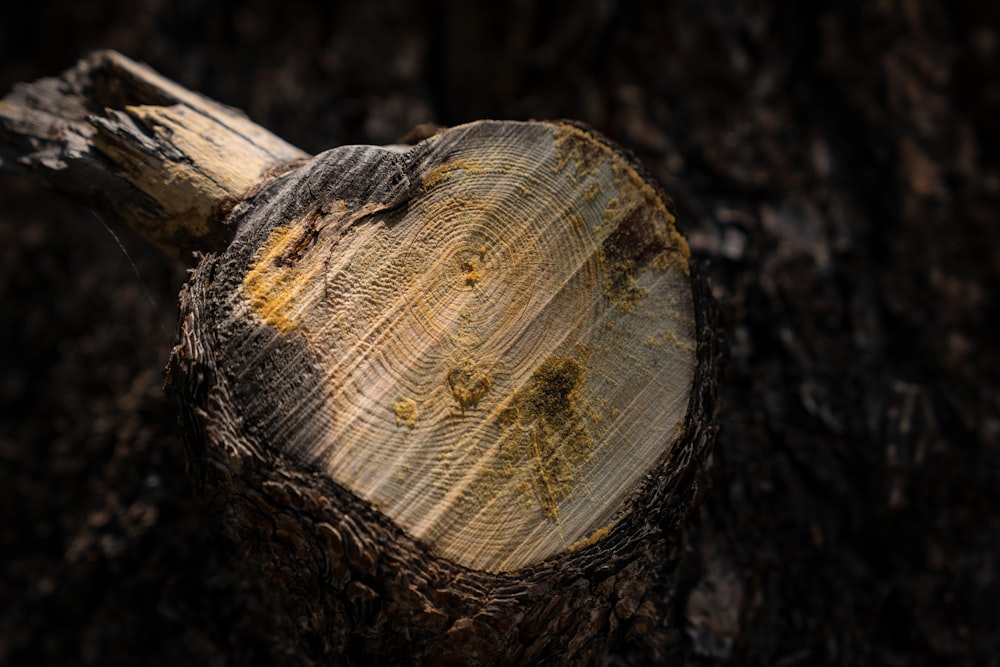 close-up photo of wood