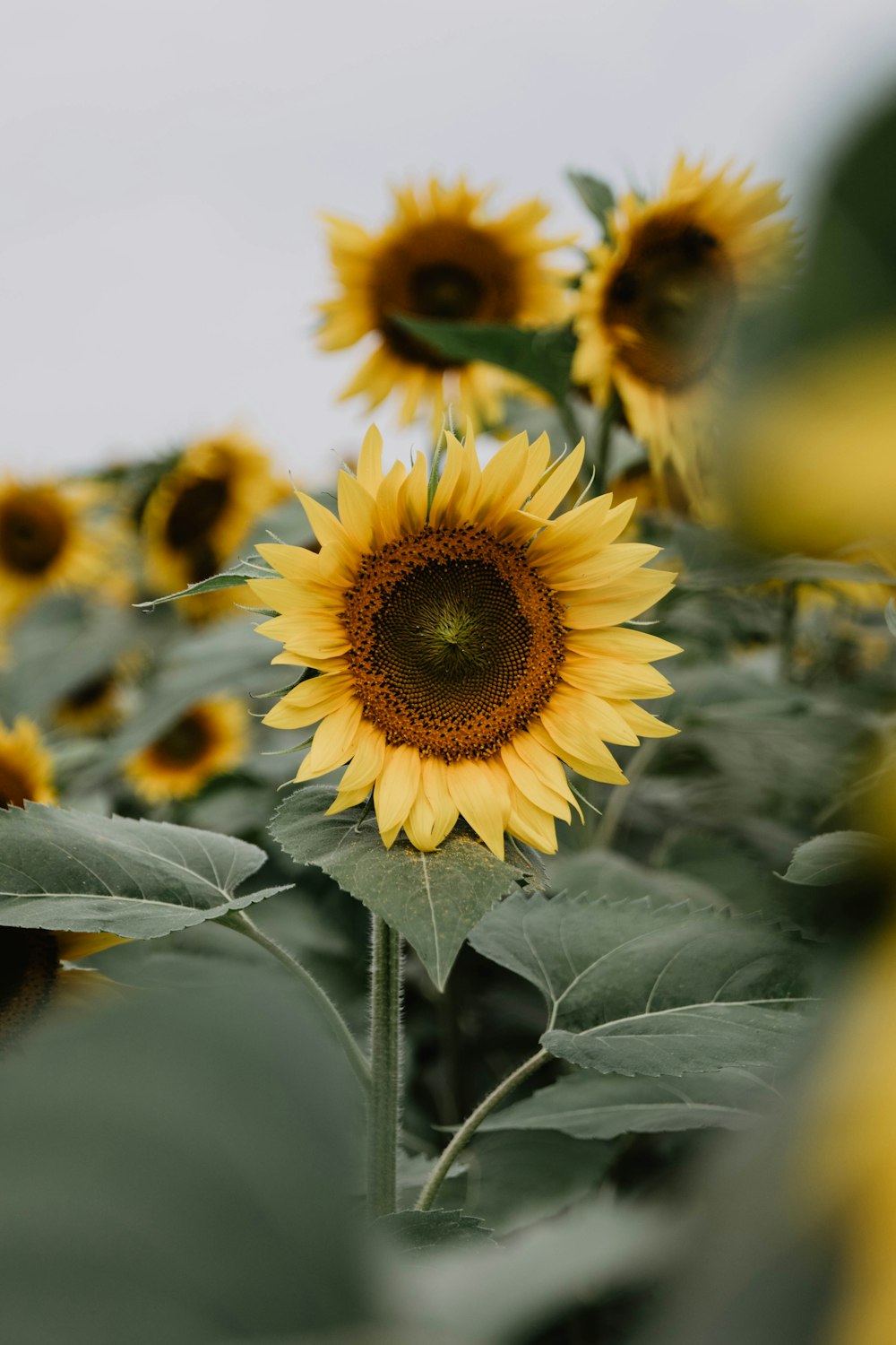 yellow sunflower field