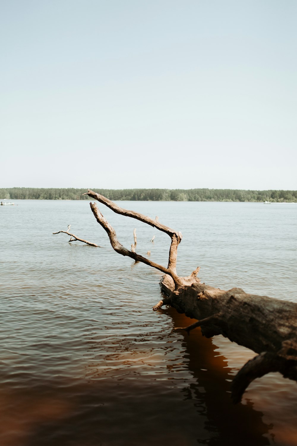 brown wood log