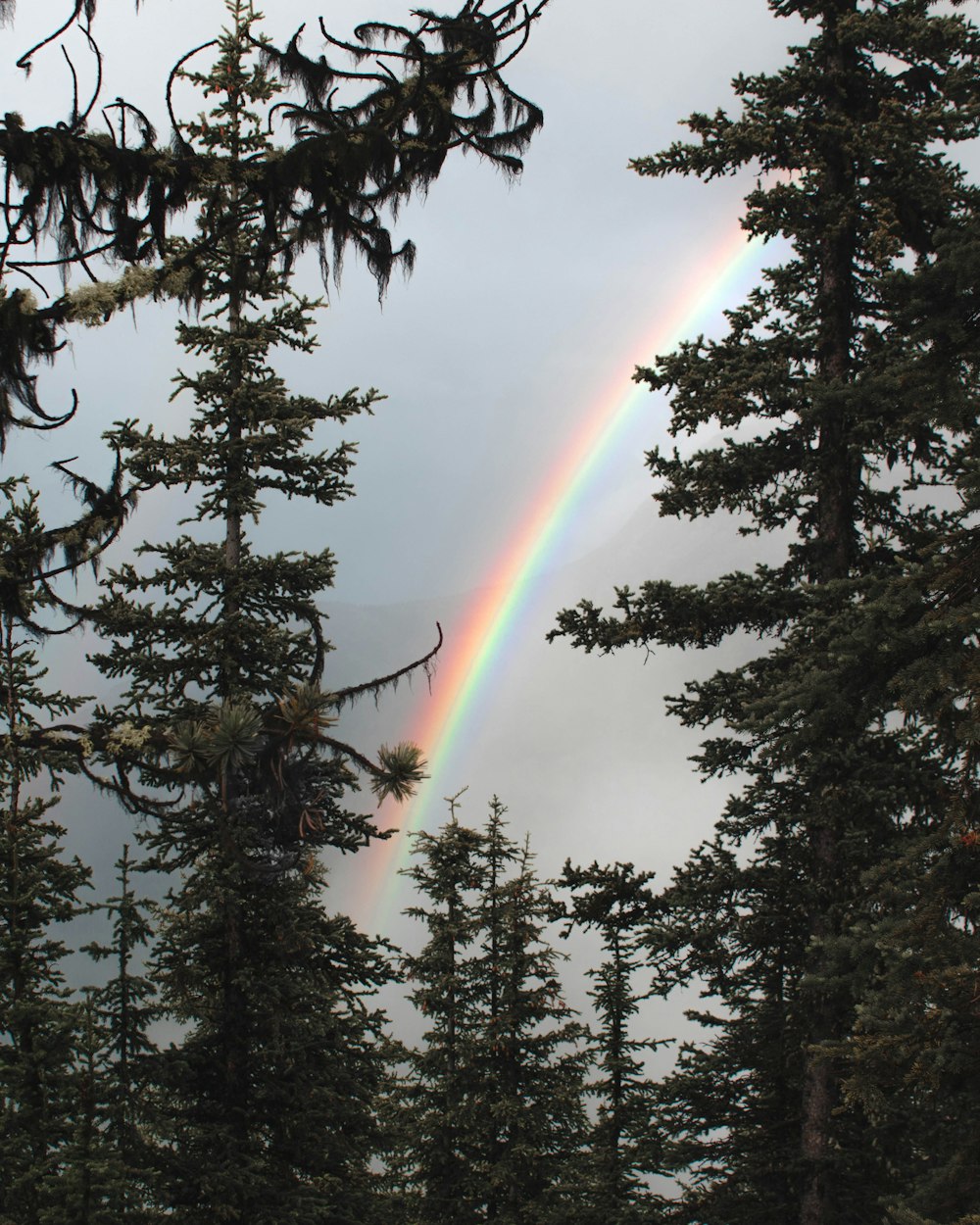 rainbow over trees