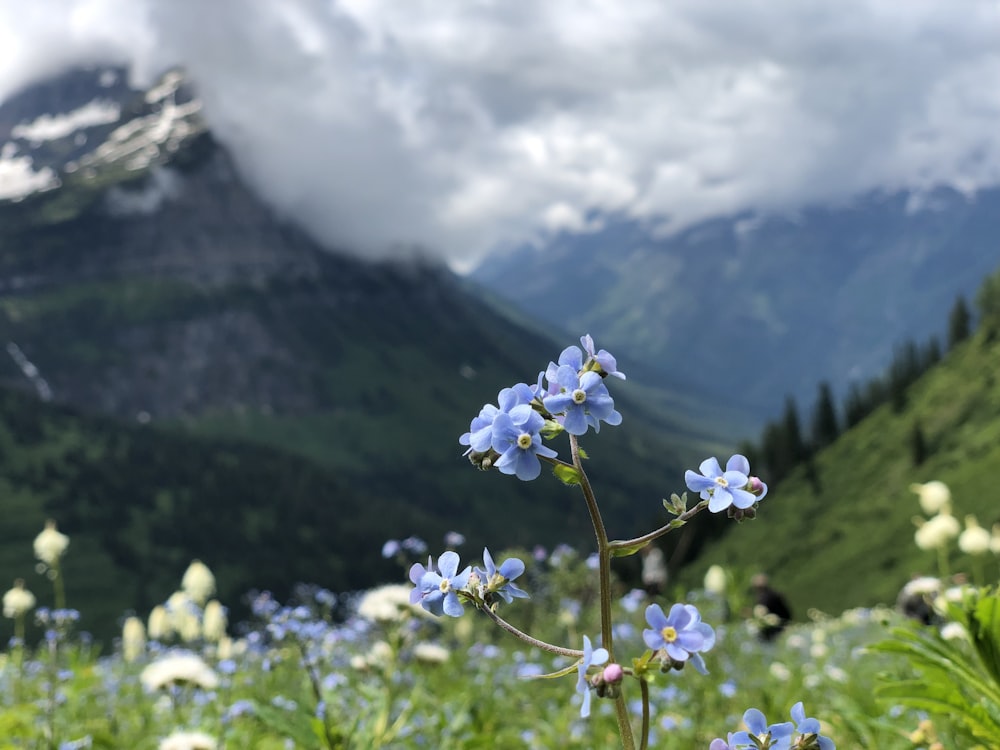 flor de pétala azul