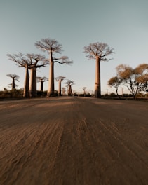 baobab trees