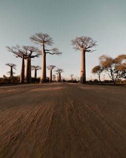 baobab trees