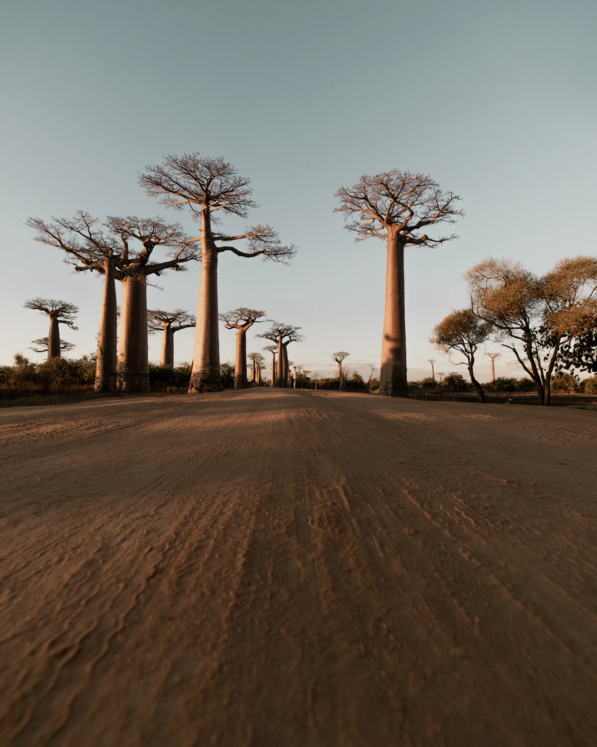 Ancient Grandidier's baobabs silhouetted against a vivid orange and pink sunset near Morondava