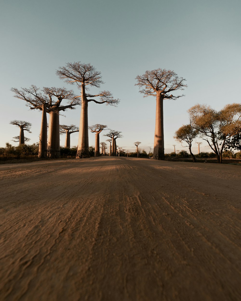 alberi di baobab