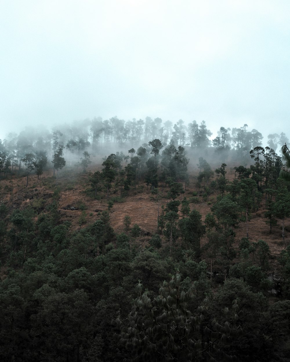 foggy forest