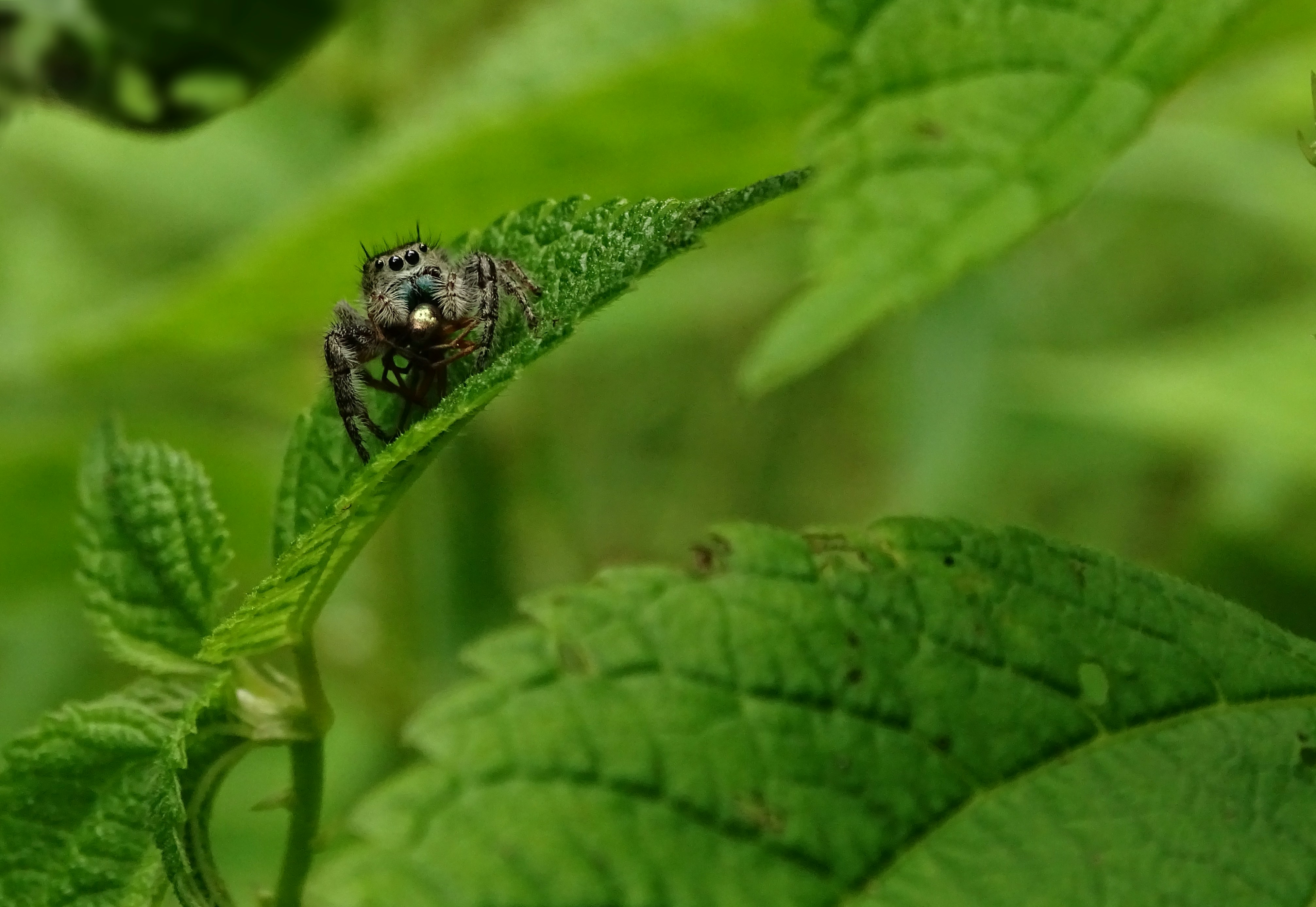 Micro photo of brown spider on leaf photo – Free Summer Image on Unsplash, image size:3000x2069