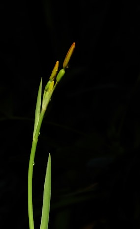 A green plant stem with two closed buds near the top, set against a dark background. The buds appear vibrant with hints of orange and green. Droplets of water are visible on the stem and buds, adding to the fresh and natural appearance.